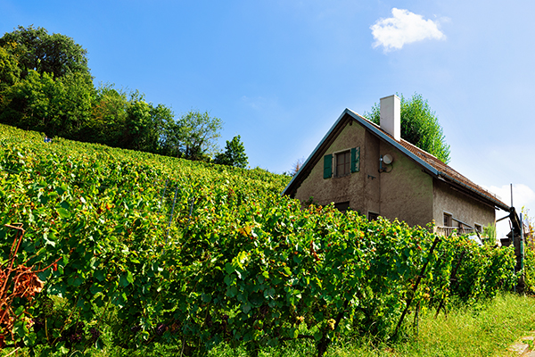 Zártkertek – lakás vagy termőföld?